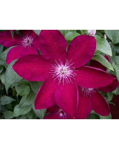 Ломиніс / Клематіс Вестерплатте | Clematis Westerplatte | Ломонос / Клематис Вестерплатте