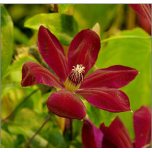 Ломиніс / Клематіс Вестерплатте | Clematis Westerplatte | Ломонос / Клематис Вестерплатте