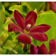 Ломиніс / Клематіс Вестерплатте | Clematis Westerplatte | Ломонос / Клематис Вестерплатте