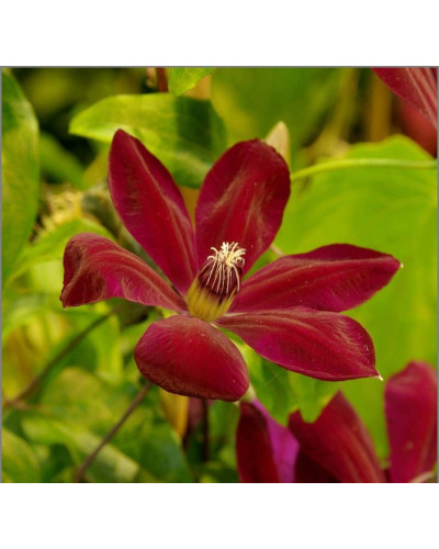 Ломиніс / Клематіс Вестерплатте | Clematis Westerplatte | Ломонос / Клематис Вестерплатте