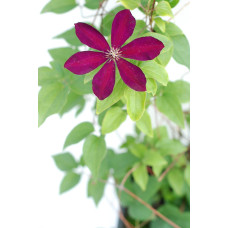 Ломиніс / Клематіс Вестерплатте | Clematis Westerplatte | Ломонос / Клематис Вестерплатте