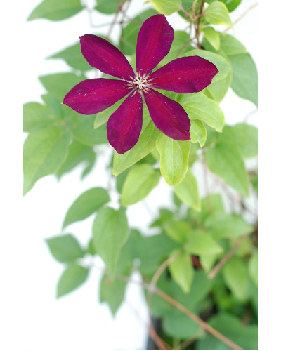Ломиніс / Клематіс Вестерплатте | Clematis Westerplatte | Ломонос / Клематис Вестерплатте