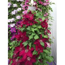 Ломиніс / Клематіс Вестерплатте | Clematis Westerplatte | Ломонос / Клематис Вестерплатте