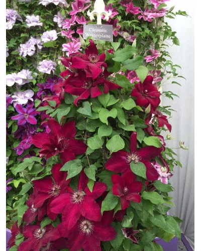 Ломиніс / Клематіс Вестерплатте | Clematis Westerplatte | Ломонос / Клематис Вестерплатте