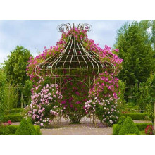 Ломиніс / Клематіс Вестерплатте | Clematis Westerplatte | Ломонос / Клематис Вестерплатте