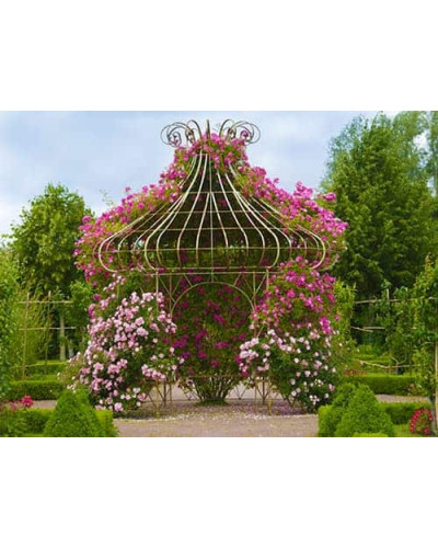 Ломиніс / Клематіс Вестерплатте | Clematis Westerplatte | Ломонос / Клематис Вестерплатте