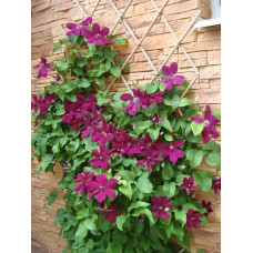 Ломиніс / Клематіс Вестерплатте | Clematis Westerplatte | Ломонос / Клематис Вестерплатте