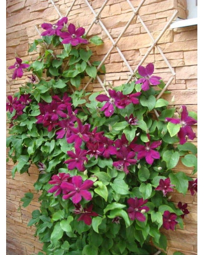 Ломиніс / Клематіс Вестерплатте | Clematis Westerplatte | Ломонос / Клематис Вестерплатте