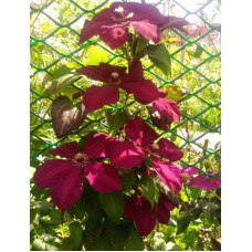 Ломиніс / Клематіс Вестерплатте | Clematis Westerplatte | Ломонос / Клематис Вестерплатте