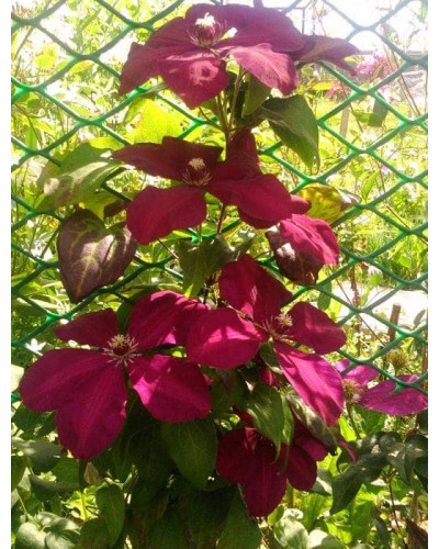 Ломиніс / Клематіс Вестерплатте | Clematis Westerplatte | Ломонос / Клематис Вестерплатте