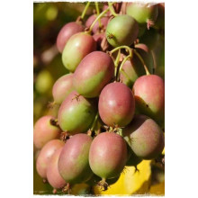 Актинідія аргута Ананасова | Actinidia arguta Ananasnaya | Актинидия аргута Ананасная