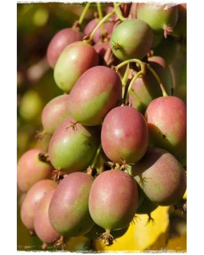 Актинідія аргута Ананасова | Actinidia arguta Ananasnaya | Актинидия аргута Ананасная
