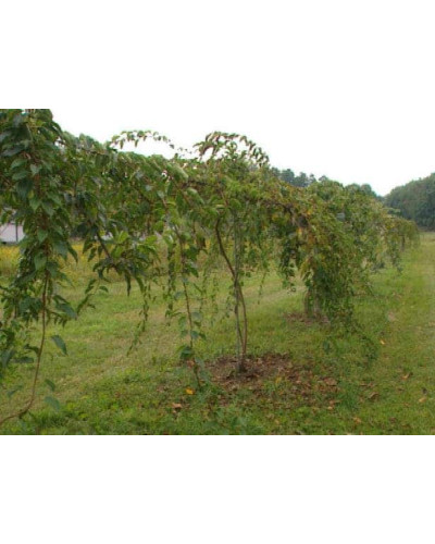 Актинідія аргута Ананасова | Actinidia arguta Ananasnaya | Актинидия аргута Ананасная