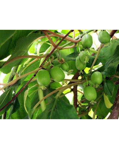Актинідія аргута Ананасова | Actinidia arguta Ananasnaya | Актинидия аргута Ананасная