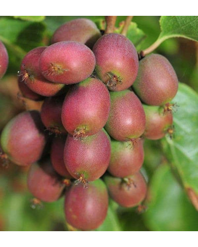 Актинідія аргута Ананасова | Actinidia arguta Ananasnaya | Актинидия аргута Ананасная