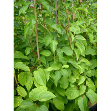 Актинідія аргута Ананасова | Actinidia arguta Ananasnaya | Актинидия аргута Ананасная