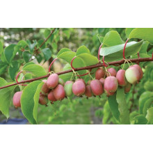 Актинідія аргута Ананасова | Actinidia arguta Ananasnaya | Актинидия аргута Ананасная