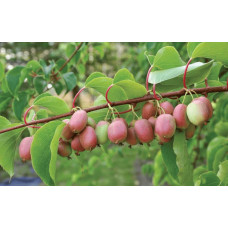Актинідія аргута Ананасова | Actinidia arguta Ananasnaya | Актинидия аргута Ананасная