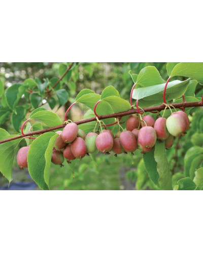 Актинідія аргута Ананасова | Actinidia arguta Ananasnaya | Актинидия аргута Ананасная