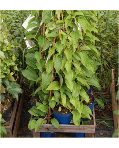 Актинідія аргута Ананасова | Actinidia arguta Ananasnaya | Актинидия аргута Ананасная