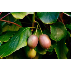 Актинідія аргута Ананасова | Actinidia arguta Ananasnaya | Актинидия аргута Ананасная