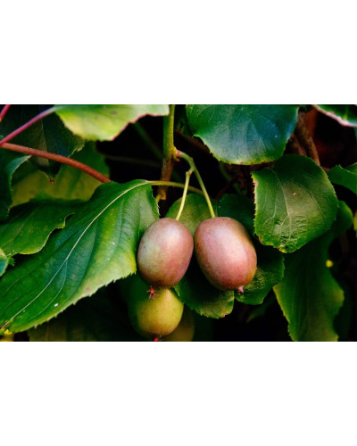 Актинідія аргута Ананасова | Actinidia arguta Ananasnaya | Актинидия аргута Ананасная