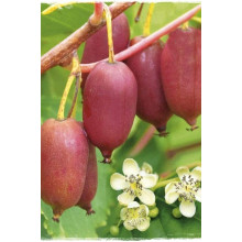 Актинідія аргута Джамбо | Актинидия аргута Джамбо | Actinidia hybrid Jumbo