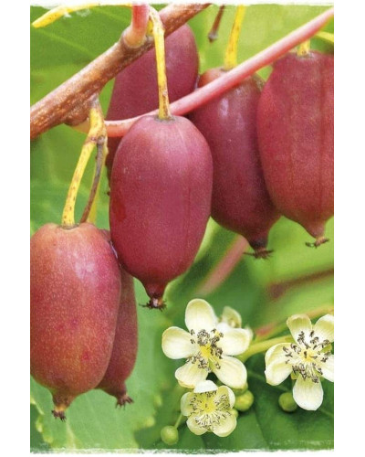 Актинідія аргута Джамбо | Актинидия аргута Джамбо | Actinidia hybrid Jumbo