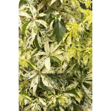 Виноград дівочий п`ятилисточковий Стар Шоуерс | Parthenocissus quinquefolia Star Showers | Виноград девичий пятилистный Стар Шоуерс