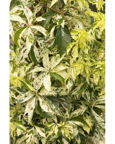 Виноград дівочий п`ятилисточковий Стар Шоуерс | Parthenocissus quinquefolia Star Showers | Виноград девичий пятилистный Стар Шоуерс