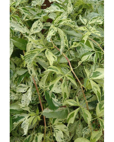 Виноград дівочий п`ятилисточковий Стар Шоуерс | Parthenocissus quinquefolia Star Showers | Виноград девичий пятилистный Стар Шоуерс