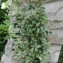 Виноград дівочий п`ятилисточковий Стар Шоуерс | Parthenocissus quinquefolia Star Showers | Виноград девичий пятилистный Стар Шоуерс