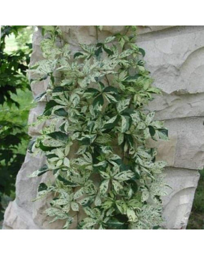 Виноград дівочий п`ятилисточковий Стар Шоуерс | Parthenocissus quinquefolia Star Showers | Виноград девичий пятилистный Стар Шоуерс