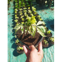 Виноград дівочий п`ятилисточковий Стар Шоуерс | Parthenocissus quinquefolia Star Showers | Виноград девичий пятилистный Стар Шоуерс