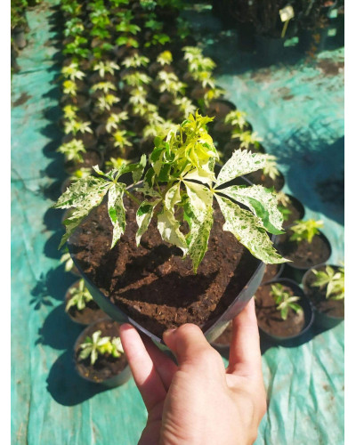 Виноград дівочий п`ятилисточковий Стар Шоуерс | Parthenocissus quinquefolia Star Showers | Виноград девичий пятилистный Стар Шоуерс