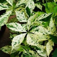 Виноград дівочий п`ятилисточковий Стар Шоуерс | Parthenocissus quinquefolia Star Showers | Виноград девичий пятилистный Стар Шоуерс