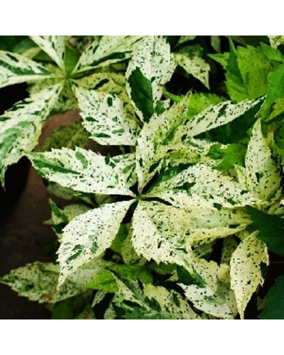 Виноград дівочий п`ятилисточковий Стар Шоуерс | Parthenocissus quinquefolia Star Showers | Виноград девичий пятилистный Стар Шоуерс