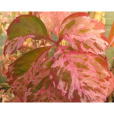 Виноград дівочий п`ятилисточковий Стар Шоуерс | Parthenocissus quinquefolia Star Showers | Виноград девичий пятилистный Стар Шоуерс
