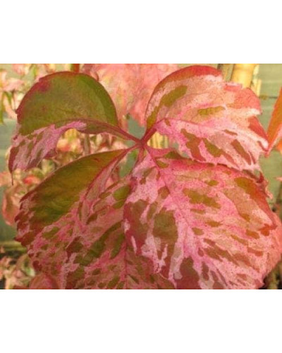 Виноград дівочий п`ятилисточковий Стар Шоуерс | Parthenocissus quinquefolia Star Showers | Виноград девичий пятилистный Стар Шоуерс