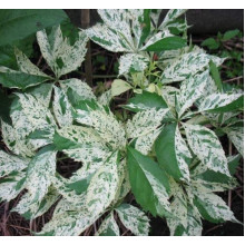 Виноград дівочий п`ятилисточковий Стар Шоуерс | Parthenocissus quinquefolia Star Showers | Виноград девичий пятилистный Стар Шоуерс