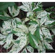 Виноград дівочий п`ятилисточковий Стар Шоуерс | Parthenocissus quinquefolia Star Showers | Виноград девичий пятилистный Стар Шоуерс