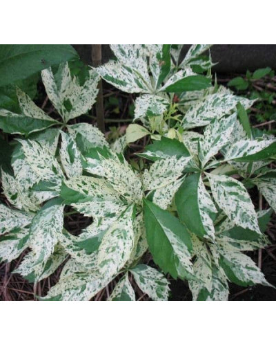 Виноград дівочий п`ятилисточковий Стар Шоуерс | Parthenocissus quinquefolia Star Showers | Виноград девичий пятилистный Стар Шоуерс