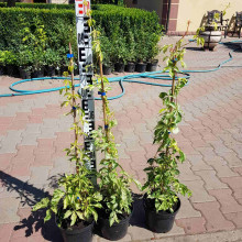 Виноград дівочий п`ятилисточковий Стар Шоуерс | Parthenocissus quinquefolia Star Showers | Виноград девичий пятилистный Стар Шоуерс