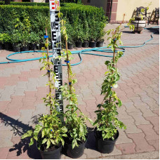Виноград дівочий п`ятилисточковий Стар Шоуерс | Parthenocissus quinquefolia Star Showers | Виноград девичий пятилистный Стар Шоуерс