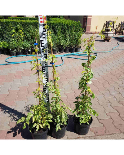 Виноград дівочий п`ятилисточковий Стар Шоуерс | Parthenocissus quinquefolia Star Showers | Виноград девичий пятилистный Стар Шоуерс