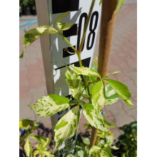 Виноград дівочий п`ятилисточковий Стар Шоуерс | Parthenocissus quinquefolia Star Showers | Виноград девичий пятилистный Стар Шоуерс