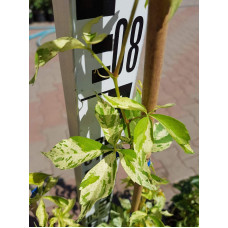 Виноград дівочий п`ятилисточковий Стар Шоуерс | Parthenocissus quinquefolia Star Showers | Виноград девичий пятилистный Стар Шоуерс