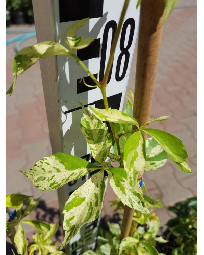 Виноград дівочий п`ятилисточковий Стар Шоуерс | Parthenocissus quinquefolia Star Showers | Виноград девичий пятилистный Стар Шоуерс