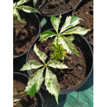 Виноград дівочий п`ятилисточковий Стар Шоуерс | Parthenocissus quinquefolia Star Showers | Виноград девичий пятилистный Стар Шоуерс