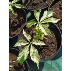 Виноград дівочий п`ятилисточковий Стар Шоуерс | Parthenocissus quinquefolia Star Showers | Виноград девичий пятилистный Стар Шоуерс